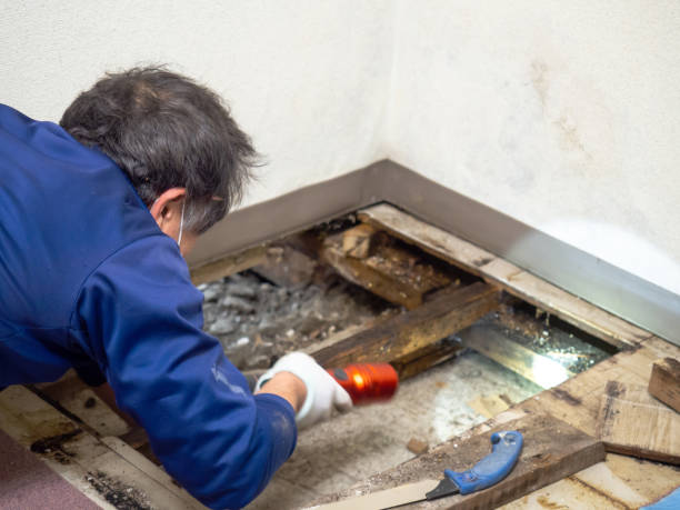 Best Emergency Mold Remediation in Concord, AL