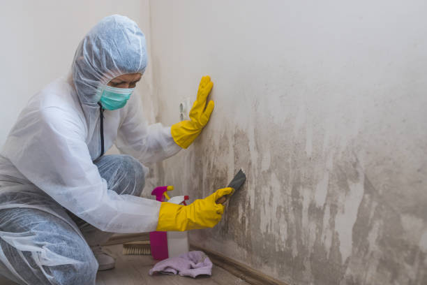 Best Commercial Mold Remediation in Concord, AL