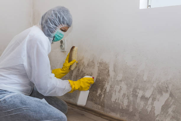 Best Mold Remediation for Specific Building Types in Concord, AL