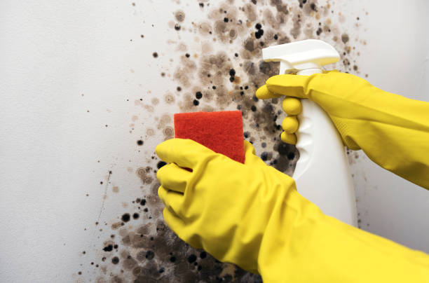 Best Residential Mold Remediation in Concord, AL